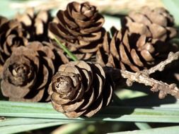 brown forest cones