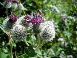 Purple thistle flower on a green meadow