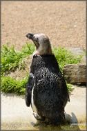 black footed penguin amsterdam