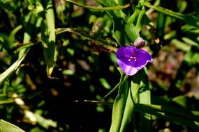 small purple flower among green grass