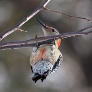 Red bellied woodpecker on the tree