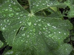 plant drop of water close-up