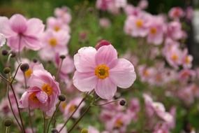 pink anemone hupehensis close-up on blurred background