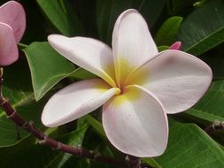 frangipani flower in nature