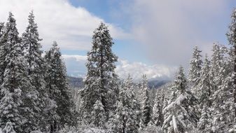 Snowy forest in cold winter