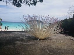 interesting flower on stone