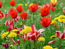 glade with different colored flowers