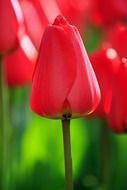 macro photo of Red tulips in the park