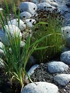 green grass with stones meditation scene