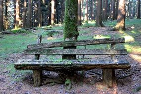 landscape of old broken wooden bench near a tree in the forest