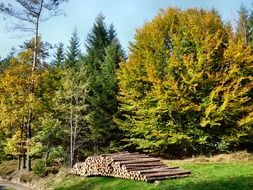 Wooden beams on the ground near the green trees