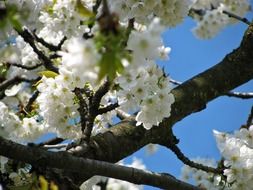 white tree blossoms in the spring