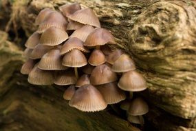 brown gradient autumn mushrooms on log