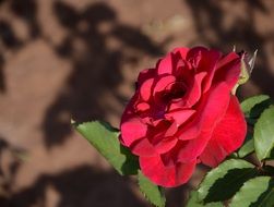 expanded red rose