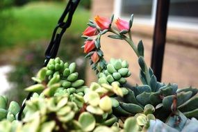 green succulent plant in garden