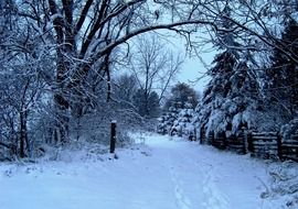 trees in fluffy snow