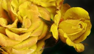 yellow roses in water drops