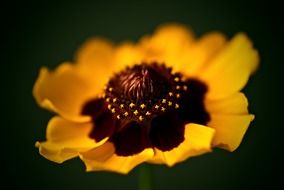 closeup of a yellow flower on a black background