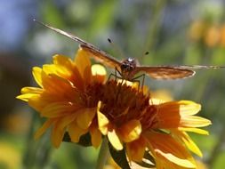 butterfly riding a yellow flower