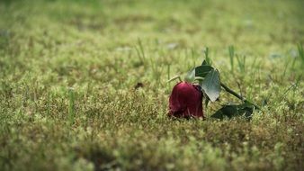 rose rush