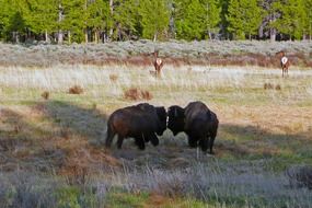 bison grazing in the Yellowstone national park