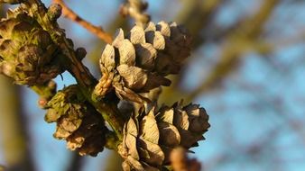 pine cones on branch macro