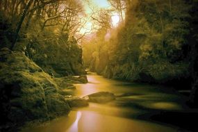 golden waters of a river in a dense forest