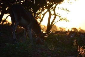 cute donkey is grazing at the sunset