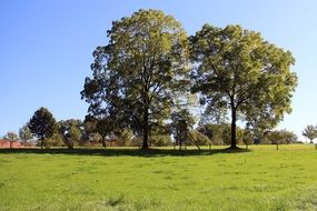 trees on a green sunny meadow