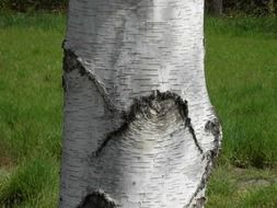 white trunk of birch close up