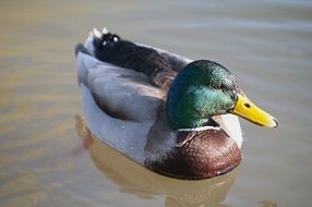 Colorful duck is swimming in the water