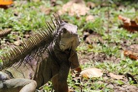 large lizard in Colombia