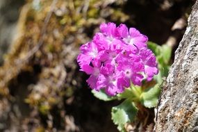 bright pink primula hirsuta hairy primrose