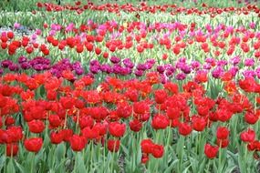 Field of colorful tulips
