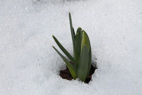 daffodil plant in early spring