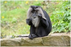 lion tailed macaque monkey mammal outdoor
