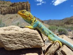 bright blue lizard on the stones