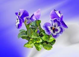 pansy flower spring