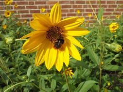 Hummel on the beautiful blossoming sunflower