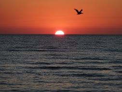 bird on a background of orange sunset over the ocean
