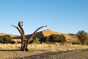 landscape of sand dune and rare vegetation in the desert in namibia