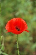 inimitable poppy flower