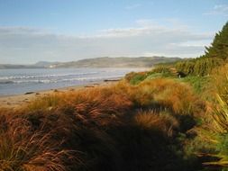 autumn tall grass on the coast in New Zealand