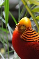 exotic golden pheasant