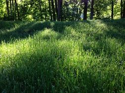 grass with dew drops in sunlight near summer forest