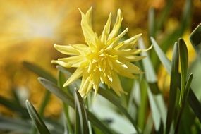 yellow narcissus