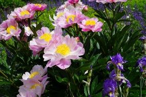 blooming peony