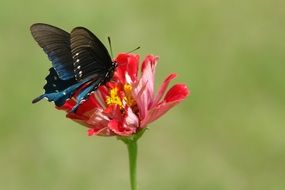 Beautiful black and blue butterfly on the beautiful red and white zinnia