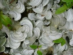 White toxic mushrooms outdoors