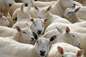 many white sheep on a farm